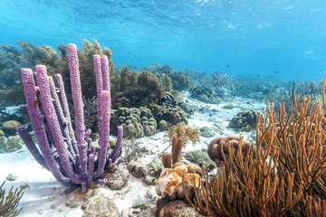 Caribbean coral reef © John Anderson