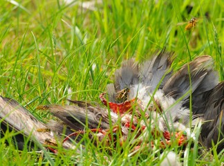 Tote Taube umschwirrt von Wespen