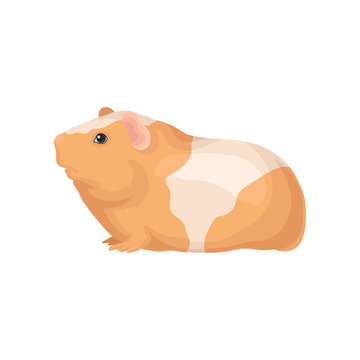 Flat vector icon of guinea pig with orange-white coat. Cute domestic animal. Home pet. Element for promo poster or banner of zoo store