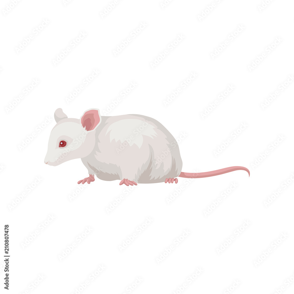 Canvas Prints Flat vector icon of laboratory rat. Rodent with white coat, red eye and long pink tail. Home pet. Element for promo poster or flyer of zoo shop