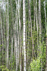 Young birch grove in summer