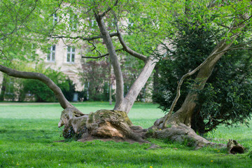 The big, old tree with house facade background. 