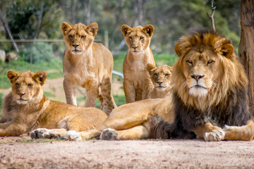 Leeuwenfamilie