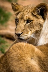 Obraz na płótnie Canvas lion close up