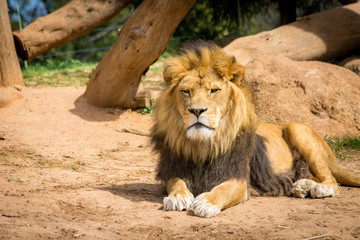 Naklejka na ściany i meble resting lion facing camera