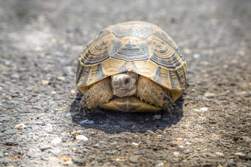 Turtle walking on the way close-up