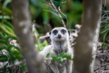 Obraz premium meerkat