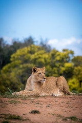 Resting Lioness