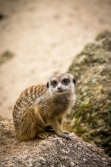 Sniling meerkat facing camers