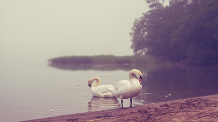 Morning Wash © RubberHorse