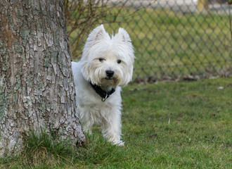 West Highland White Terrier in the garden