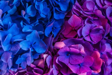 Papier Peint photo Lavable Hortensia Pink and blue hydrangea flowers