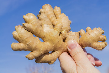 Ginger root holding in hand, blue sky background