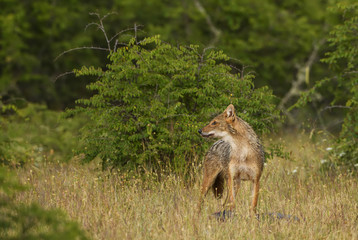 Naklejka na ściany i meble Golden Jackal - Canis aureus, wild carnivore mammals from Old World forests and hills, Eastern Rodope mountains, Bulgaria.