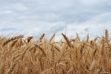 Detail of corn cobs in field under cloudy sky