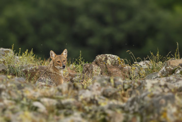 Golden Jackal - Canis aureus, wild carnivore mammals from Old World forests and hills, Eastern Rodope mountains, Bulgaria.