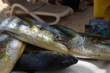 Fresh fish caught in the sea