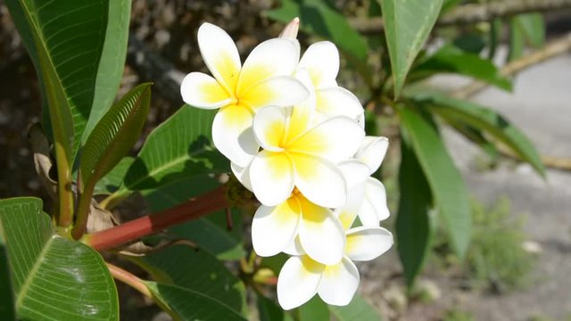 Tropical flower Plumeria alba White Frangipani on the precipice of a cliff. Ocean and sky background. Bali, Indonesia. reeping red ants.