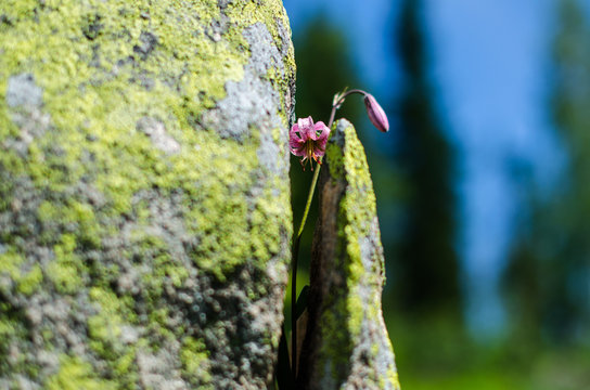 Flofer in stone
