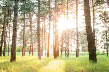 Fototapeta premium Pine forest and green grass in the sun