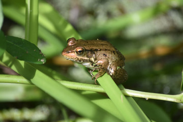 Obraz premium Wetlands with a Frog on a Green Plant