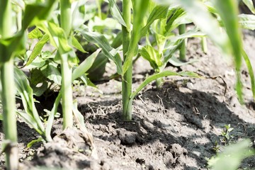 tomato maize plant. sweet corn plant