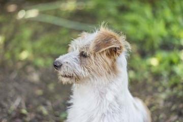 adorable terrier dog close up portrait.