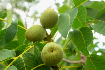 Fresh green young fruits of walnut on a tree branch with leaves.