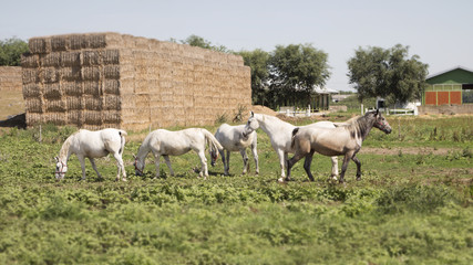 Fototapeta na wymiar Beautiful Horses At The Farm Feeding at Pasture