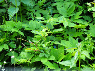 Wild plants leaves as a background