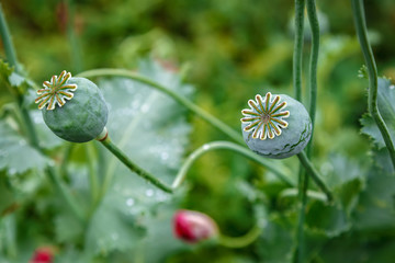 Poppy caps in a field in sunlight