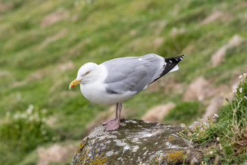 Close up view of European herring gull (Larus argentatus).