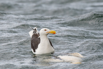 Close up view of Great Black-backed Gull (Larus marinus)