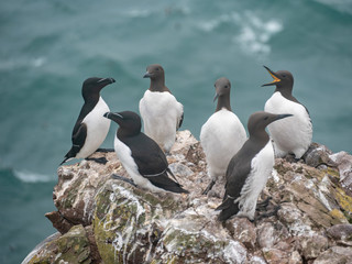 Fototapeta premium A guillemot (Uria aalge) on a cliff edge on the Isle of May