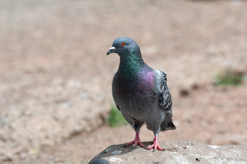 Fototapeta premium Pigeon. Dove. Beautiful pigeon close up. City birds.