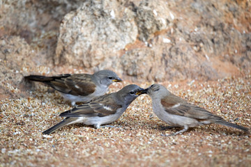 Sociable weaver, Philetairus socius, feeding young, North Namibia