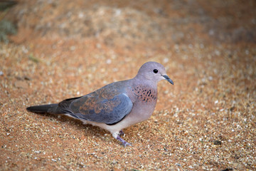 Nice-dyed Namaqua dove, Oena capensis, North Namibia