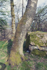 Fototapeta na wymiar Clumps of moss on stones and trees at White Moss Walks, scenic forest recreational area in Ambleside, Lake District National Park in South Lakeland, England, UK