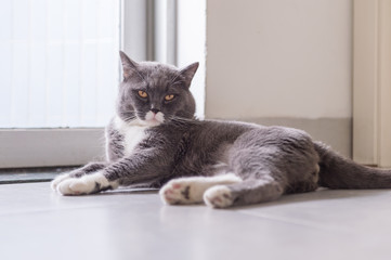 British short hair cat, shot indoors