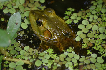 Obraz premium Large Bullfrog Half Immersed in the Bayou