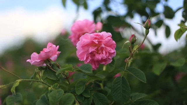 Pink rose damascena close up