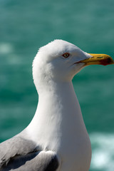 Portrait of a Seagull - Side View