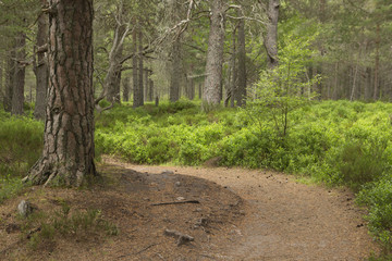 Woodland path beside Loch Morlich