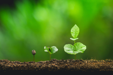Plant Coffee seedlings in nature Close-Up Of Fresh Green Plant