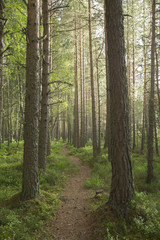 Naklejka premium Woodland path beside Loch Morlich