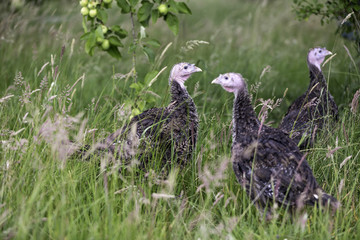 Junge Bronzeputen auf grüner Wiese