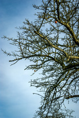 Baum mit einzelnen Äpfeln