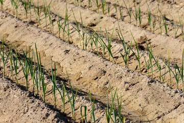 Plantación de ajos tiernos. Valencia. España