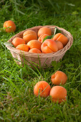 Ripe apricots in basket .
