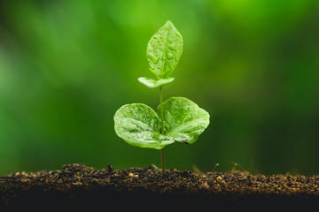 Plant Coffee seedlings in nature Close-Up Of Fresh Green Plant